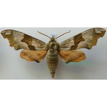 Mimas tiliae (Linnaeus, 1758) Nastrosz lipowiec Poland3n